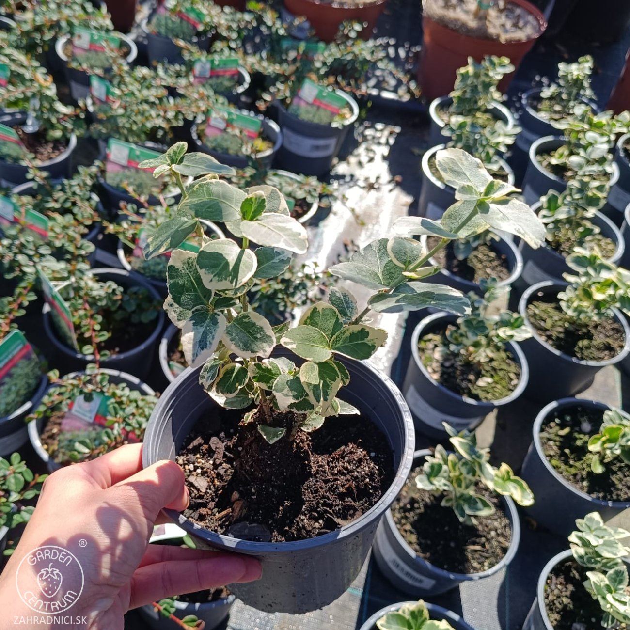 Obrázok Bršlen Fortuneov (Euonymus fortunei) ´SILVER QUEEN´ - výška 10-15 cm, kont. C2L